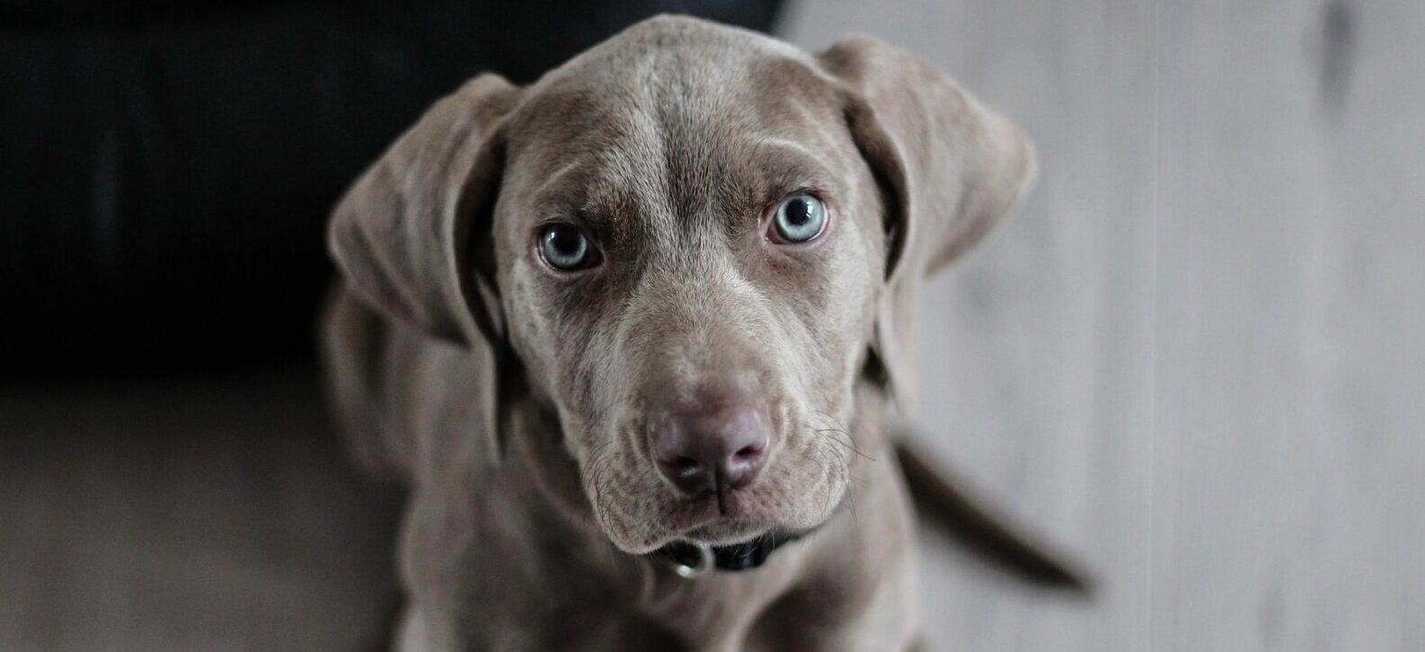 Unghund tittar in i kameran med sina blå ögon.